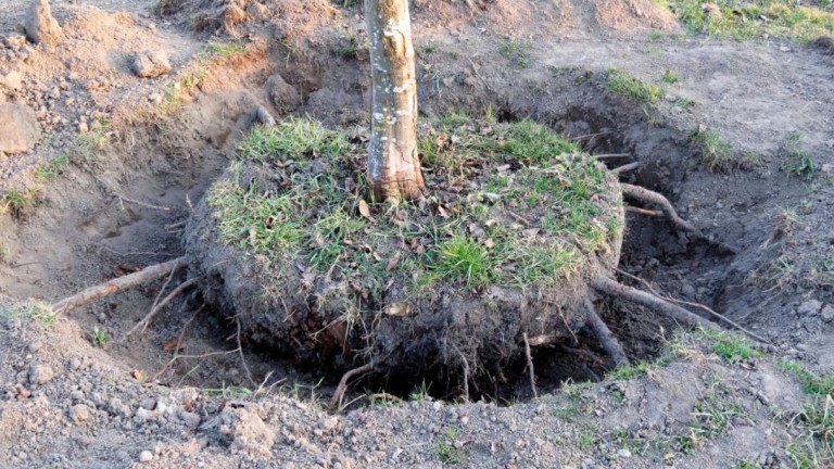 Élagage des arbres à Bondy : conseils pour un entretien optimal